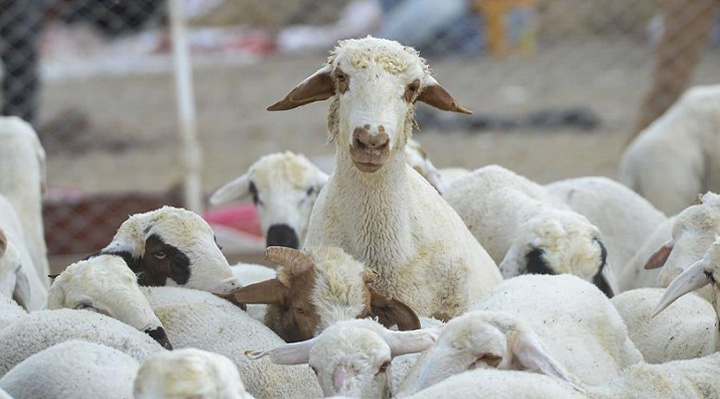 [Africa] Adak - Akika - Şükür - sheep and goats