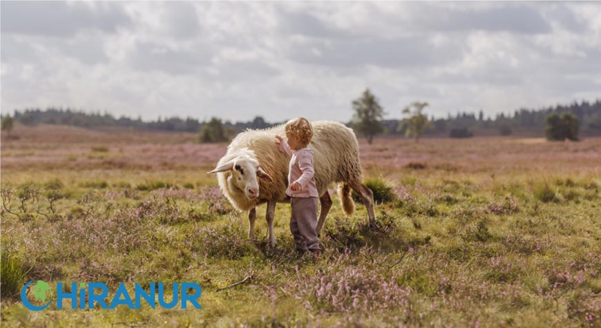 Kurban Kesim Aşamaları: Küçükbaş Hayvan Nasıl Kesilir?
