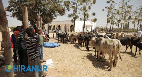 Afrika'ya Yardım Eli: Kurban Bağışlarıyla Umuda Katkı