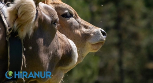 Şükür Kurbanı Nedir? Ne için Kesilir?