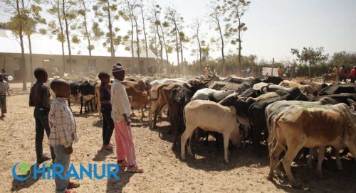 Şükür Kurbanı Nedir? Ne Zaman Kesilir?